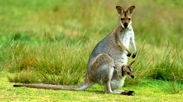 Kangaroo with baby in the pocket