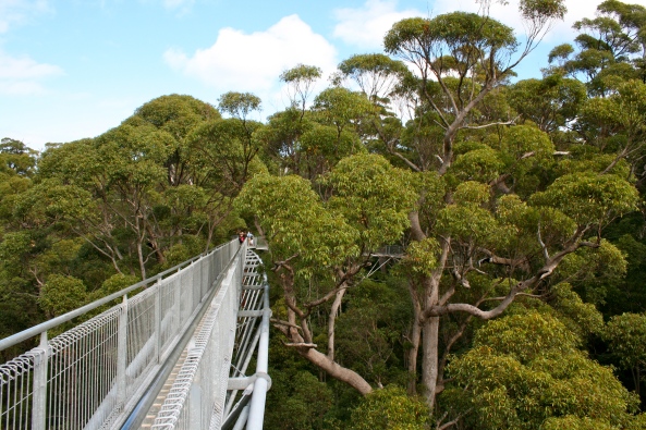 Tingle Forest Tree Top Walk